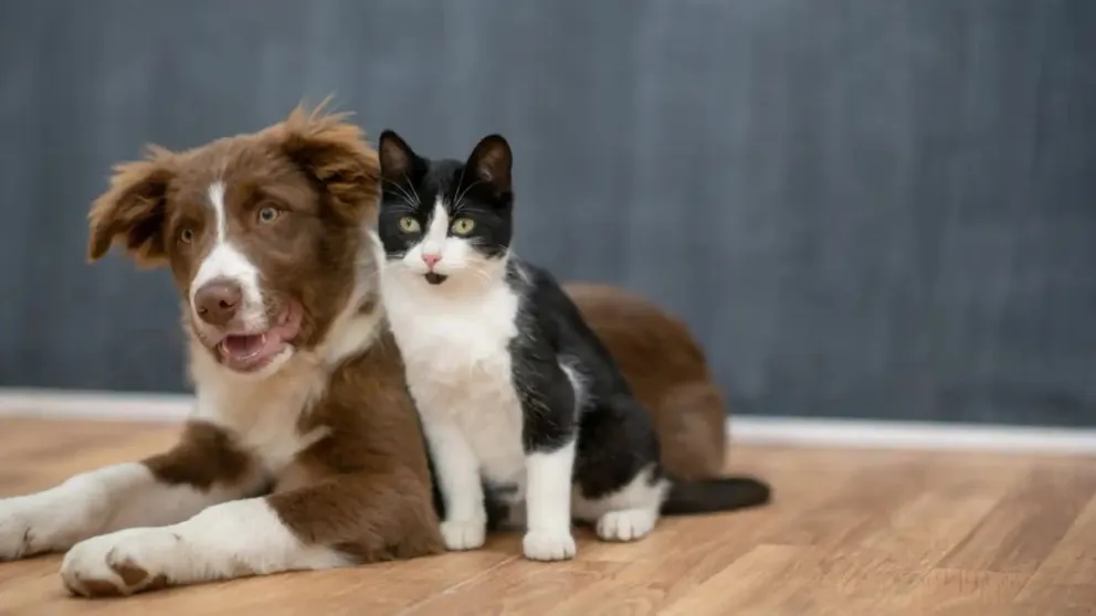 Día Mundial de los Animales: por qué se celebra cada 4 de octubre