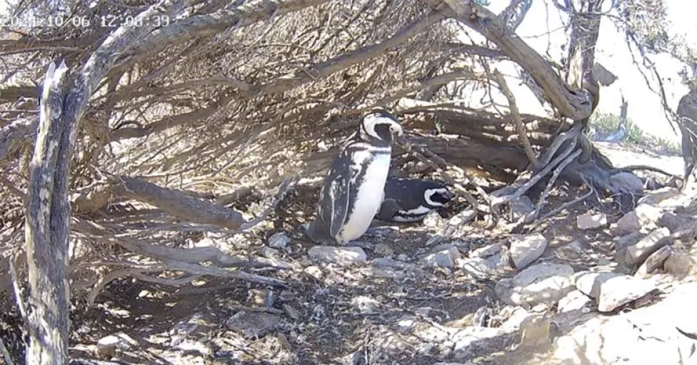 Transmiten en vivo la temporada reproductiva de los pingüinos de Magallanes