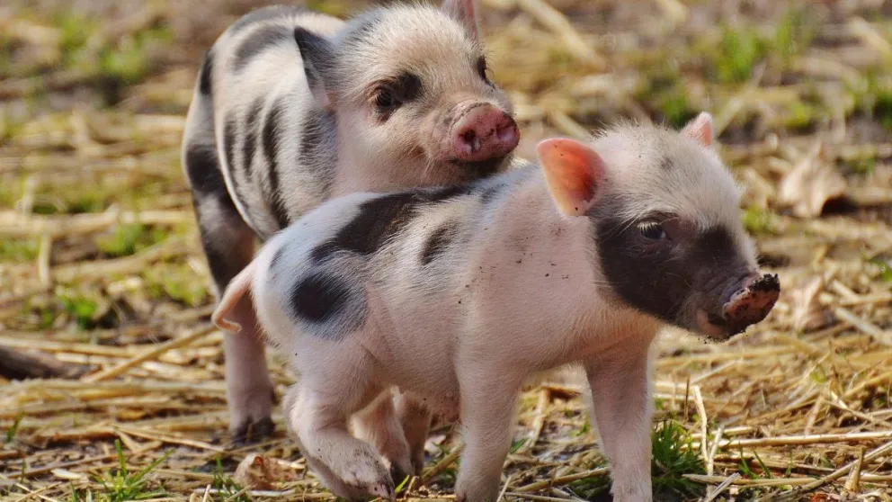 Robaron y faenaron a Pepa y George, dos cerdos que eran cuidados como mascotas