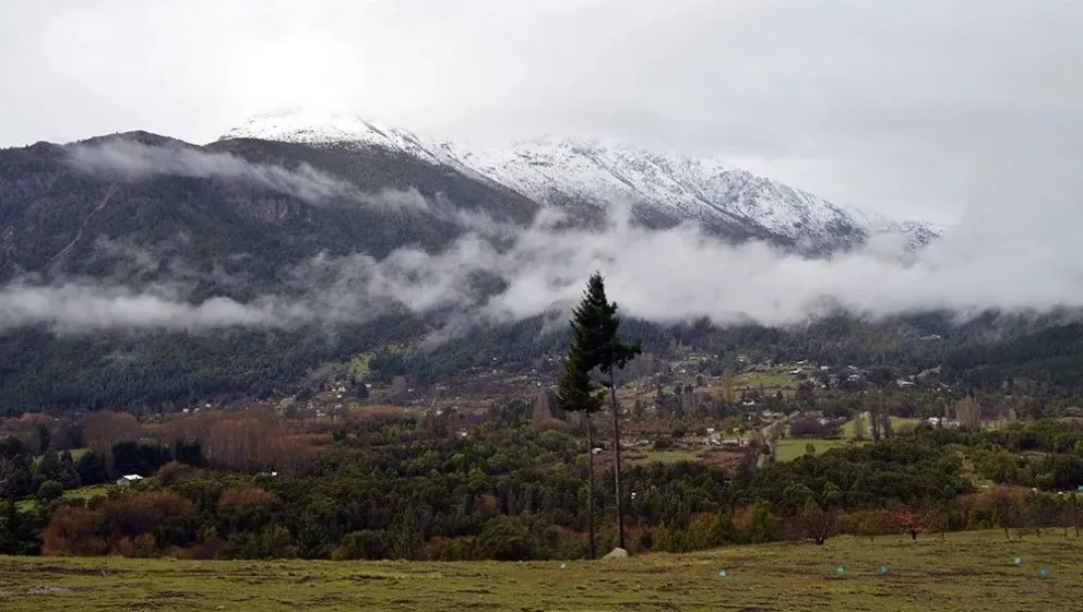 Nuevo ataque de perros sueltos al ganado de un productor de la Comarca Andina