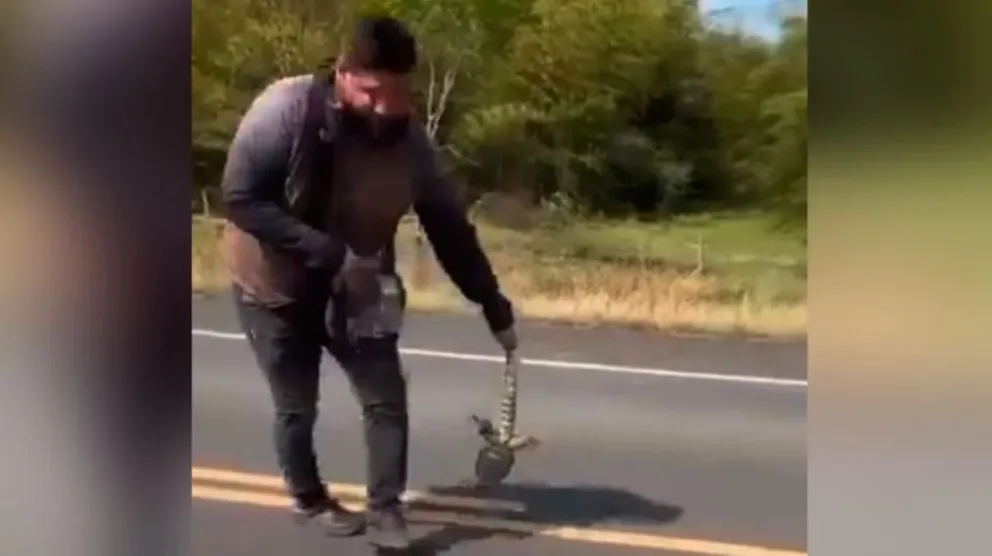 Video: rescataba a un lagarto en la ruta y lo atropelló un auto
