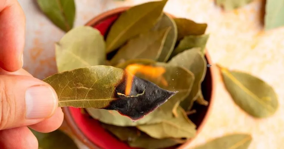 Limpieza energética fácil y sencilla utilizando hojas de laurel: el paso a paso 