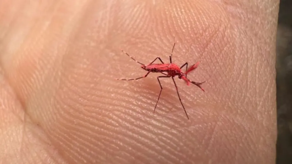 Los mosquitos rojos liberados son machos, asegurando que no vayan a picar a las personas