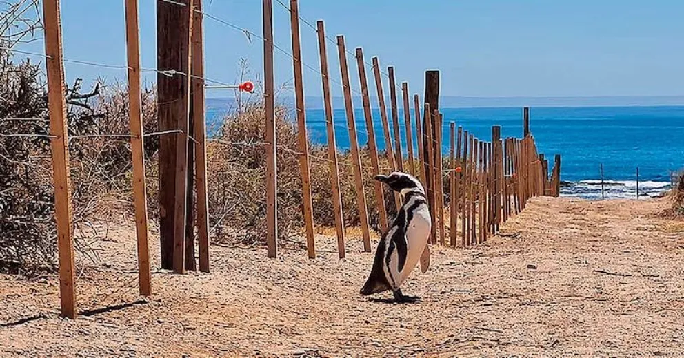 La intervención ocasionó un grave daño ambiental.