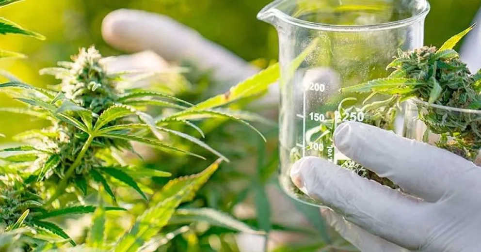 Una propuesta vinculada al cannabis en Bariloche.