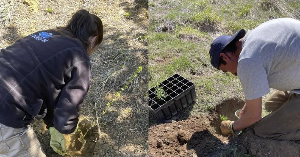 Comenzó el proceso de reforestación con plantines del INTA Bariloche.