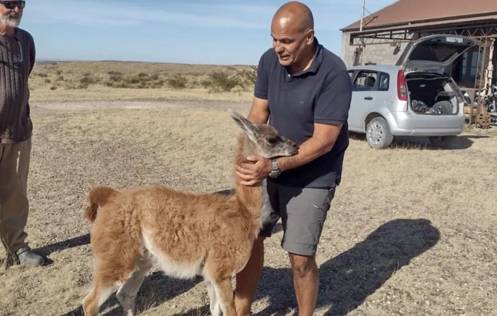 La población de guanacos empezó a disminuir porque existía una competencia por los pastizales y el agua con el ganado.