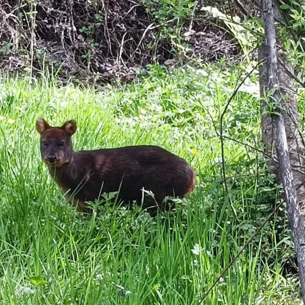 En la Patagonia Argentina también el pudú se encuentra en estado vulnerable debido ala pérdida de su hábitat. Foto: archivo