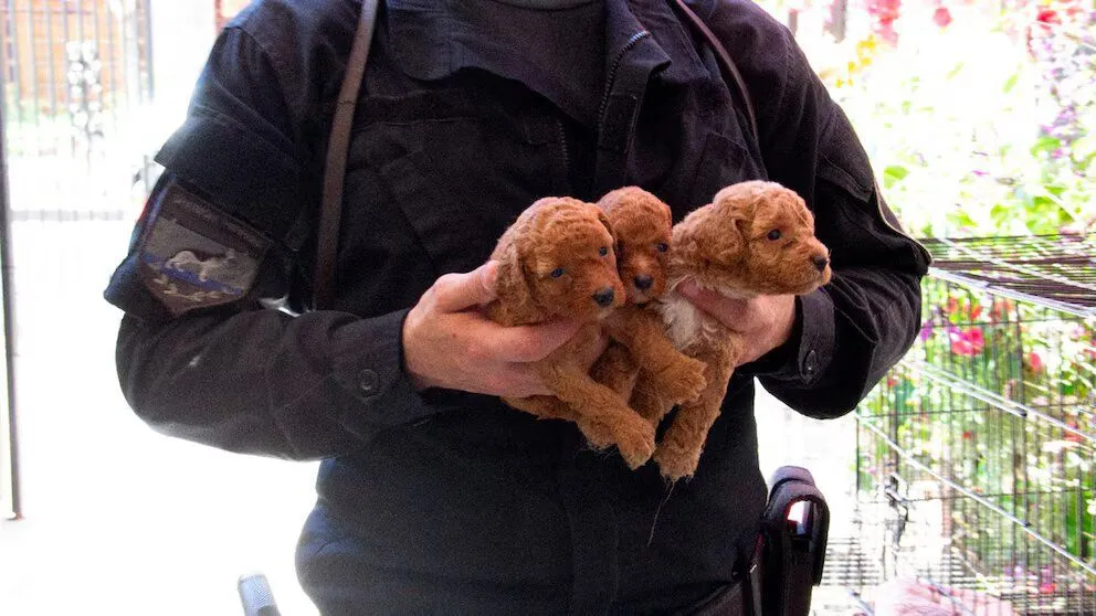 Los perros estaban encerrados en 10 jaulas.