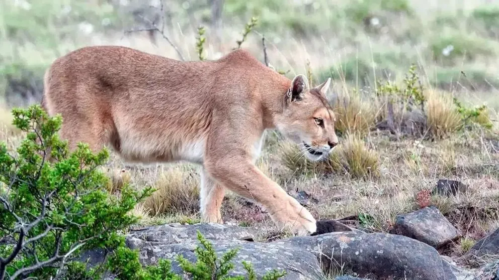 Puma camina por un campo de la Patagonia. Crédito: Web.