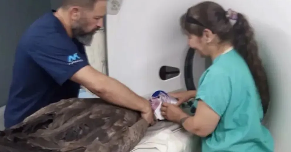 El cóndor había sido encontrado muy mal herido.