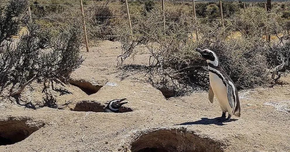 Aseguran que hubo arrastre, compactación y derrumbe de nidos.