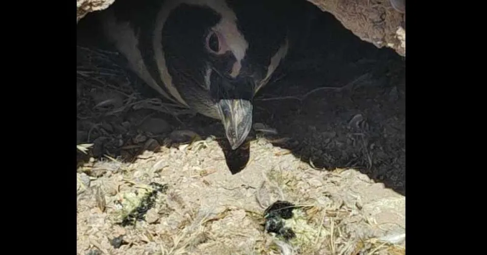 240 pingüinos que ya no podrán cumplir con su ciclo reproductivo.