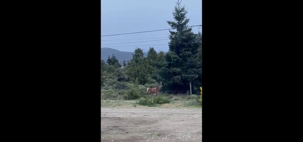 El ciervo fue visto desde muy cerca de la ruta, en Dina Huapi.