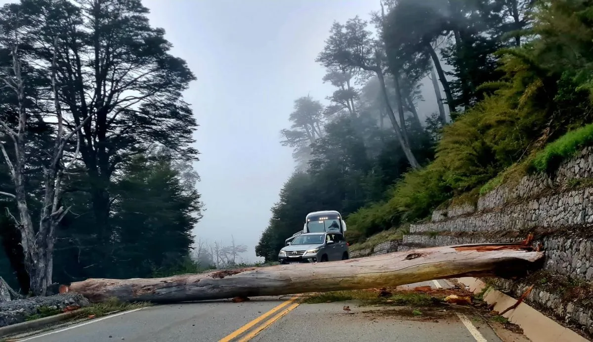 La caída de un árbol provocó el corte de la ruta Siete Lagos | Diario ...