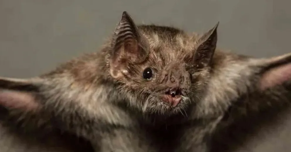 Piden a los vecinos estar atentos y con el carnet de vacunación de las mascotas a mano.