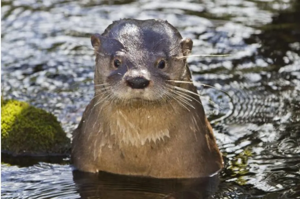 Fueron dos jornadas de trabajo conjunto acerca de la especie emblemática de la región, que se encuentra en peligro de extinción. Foto archivo.