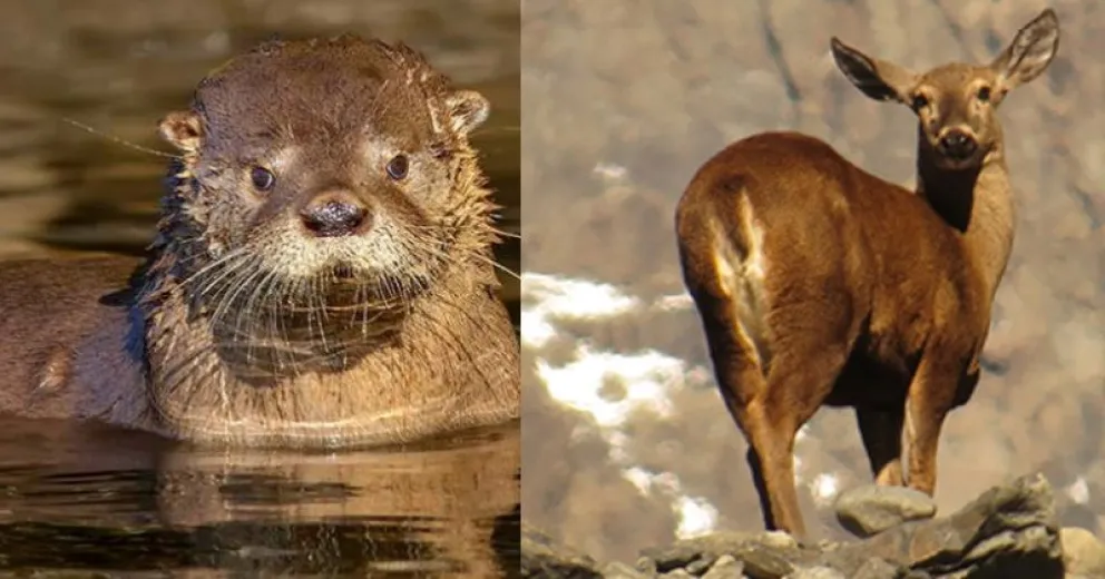 Son tres especies que se encuentran en un frágil estado de conservación.