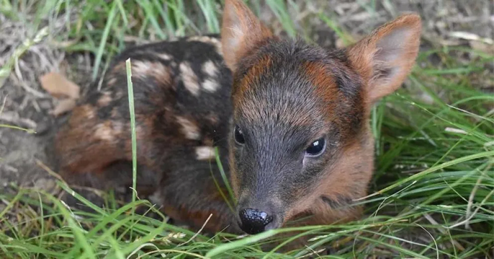 Esta especie, propia de los bosques andino-patagónicos de Argentina y Chile, es considerada Casi Amenazada.