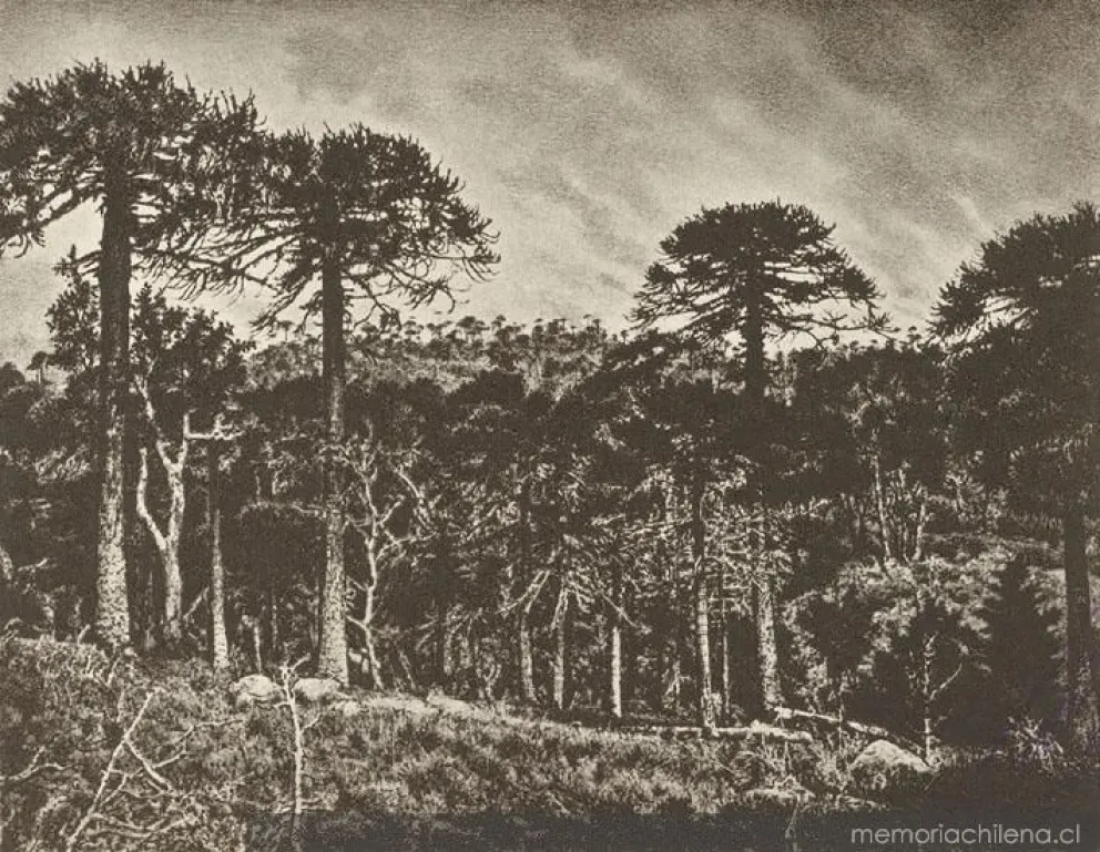 Pehuenes, como tal vez lo vio Aurelio Antonio al cruzar la cordillera. Grabado de 1859.