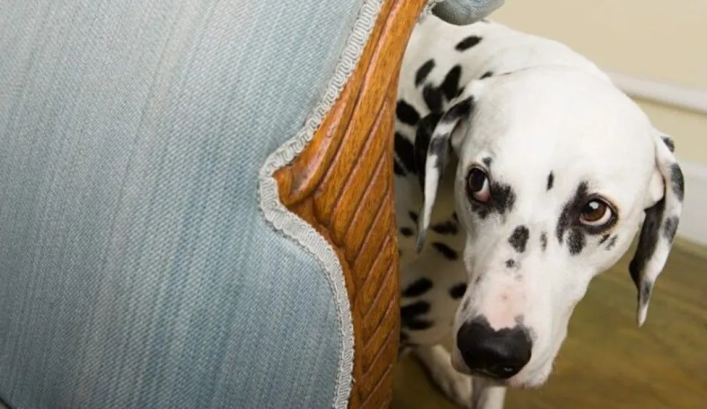 ¿Qué pasa con los perros ante el ruido de la pirotecnia?