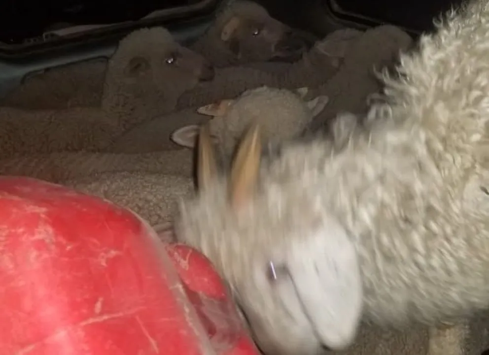 Los animales con los que fueron sorprendidos los barilochenses. 