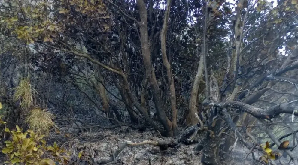 Lo más brutal de la naturaleza provocando complicaciones. 