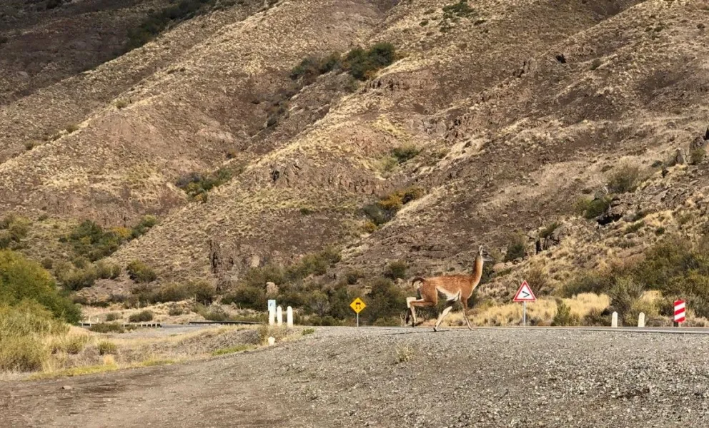 Desde el Parque Nacional Nahuel Huapi advierten a los automovilistas.