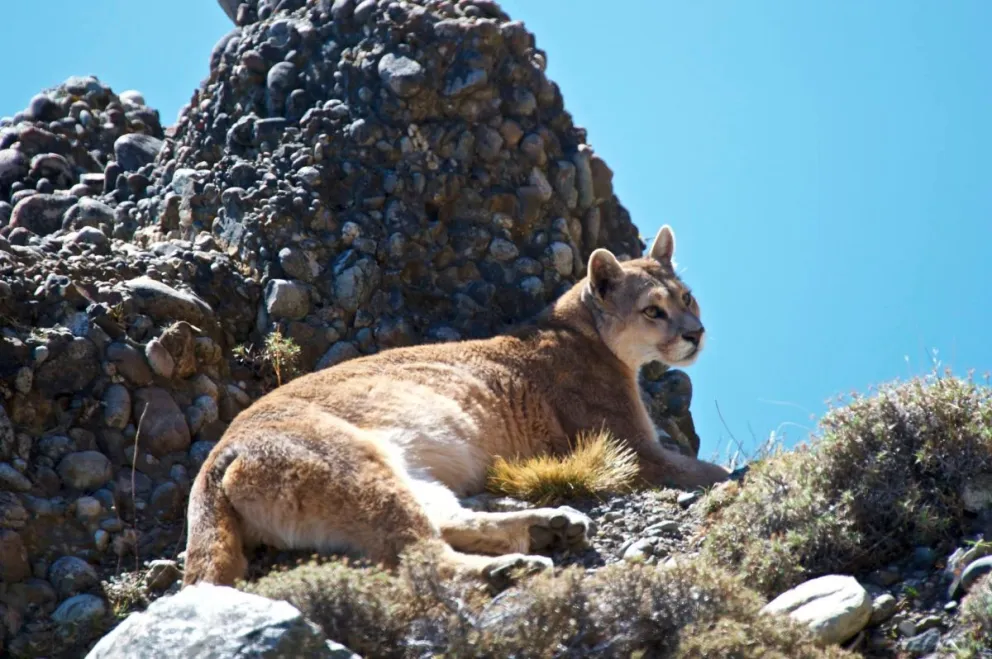 Cada vez son más comunes los encuentros con fauna en la región. Foto de Jorge Cazenave.
