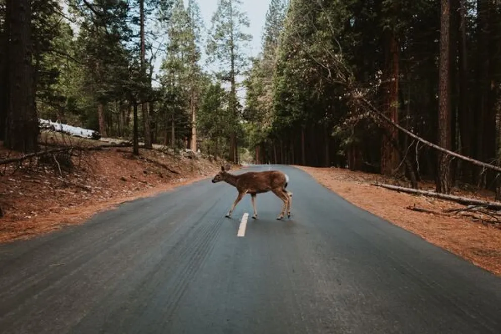 Una situación común para los conductores / Imagen Ilustrativa 