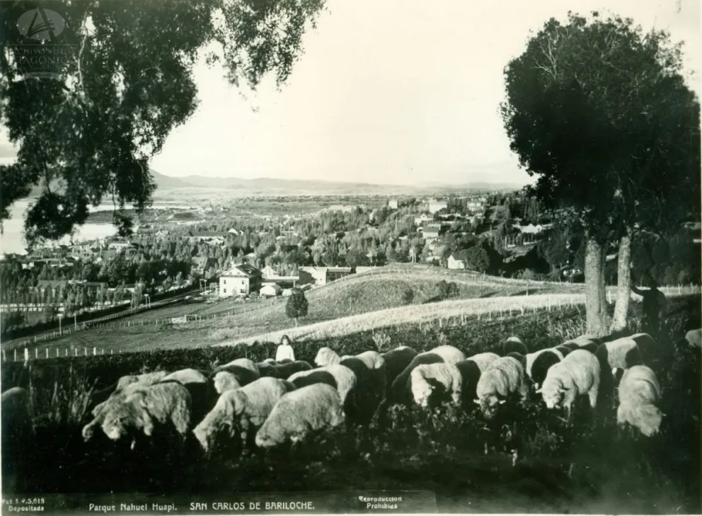 Ovejas en el barrio Belgrano de la actualidad. Foto: Bruno Ricardo Sálamon (1937). Colección García Coni en Archivo Visual Patagónico.