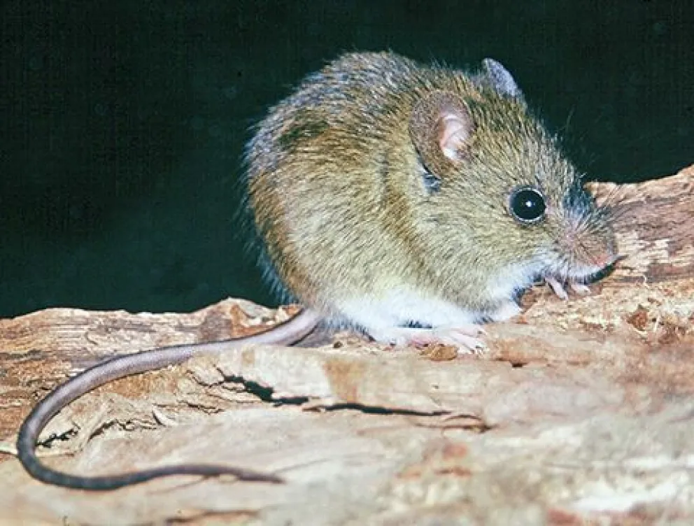 La prevención es fundamental.