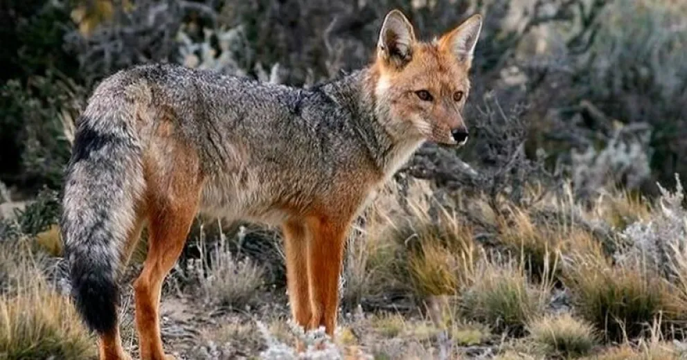 No tomar contacto directo con los animales silvestres.