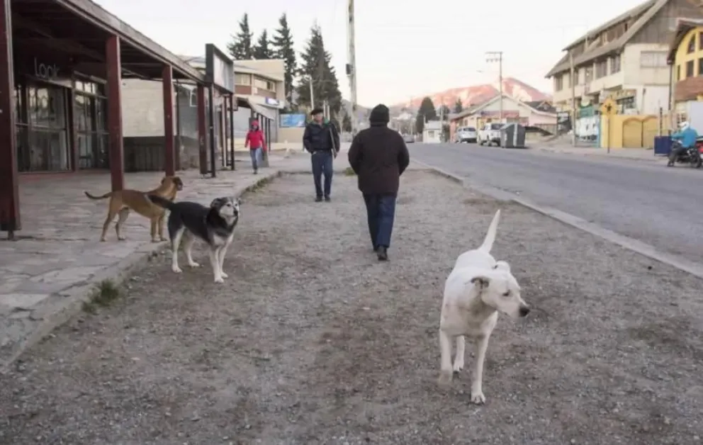 Consecuencia de la problemática de los perros sueltos en la ciudad. Imagen ilustrativa.