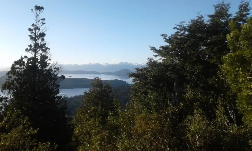 Los bosques están en problemas, pero tiene chance de dar pelea. Foto gentileza.
