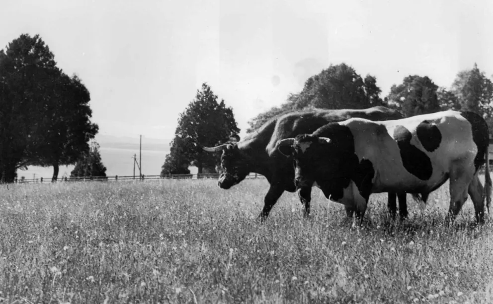 Bueyes a unos pasos del Nahuel Huapi, unos años después de la visita de Arlt. Archivo General de la Nación