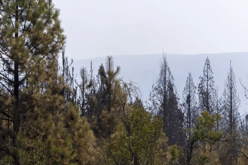 El incendio en El Bolsón está extinguido pero siguen los trabajos de vigilancia (foto: Eugenia Neme) 