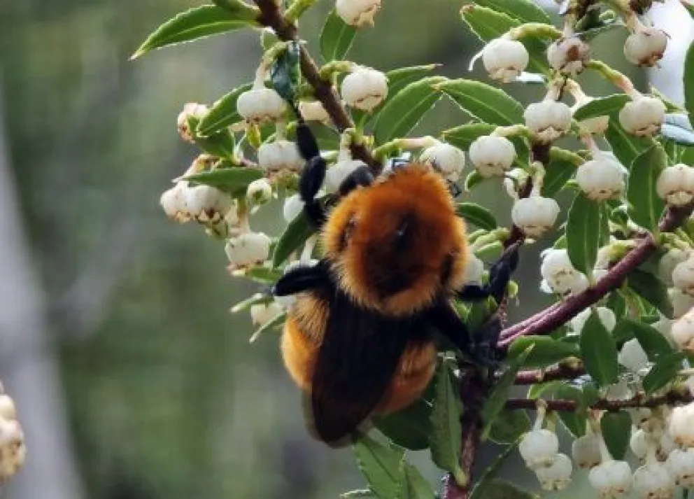 Mangangá polinizando flores de Chaura, flor nativa del bosque patagónico. 