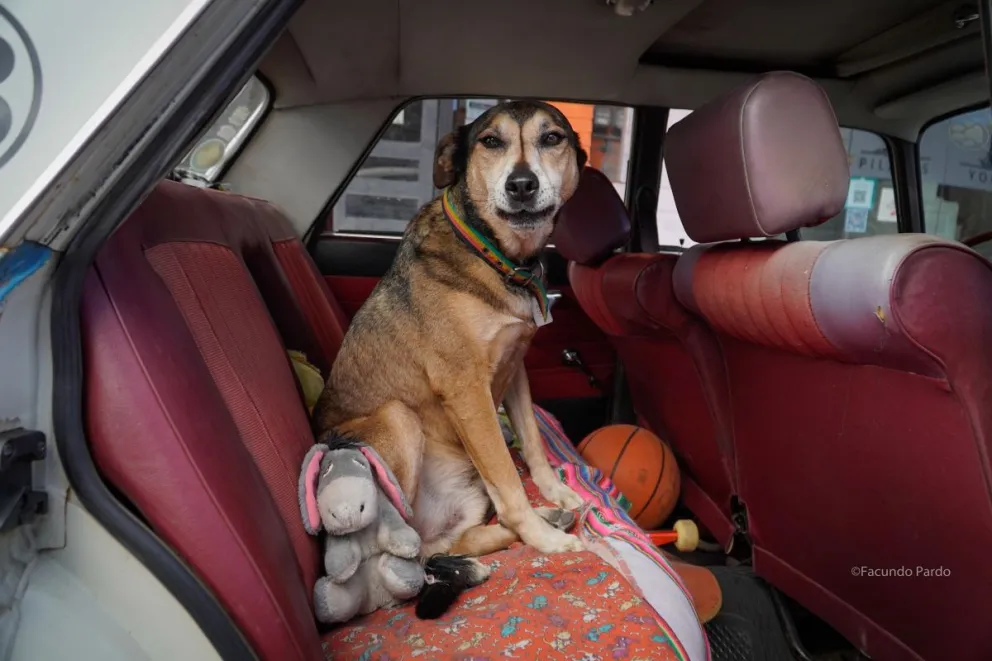 El trámite de patentamiento canino se puede hacer online. 