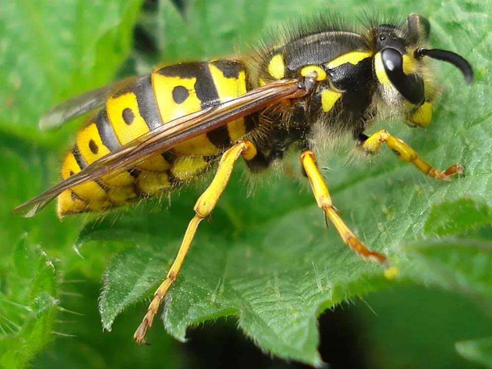 La experiencia como método de conocimiento es notable en la chaqueta.