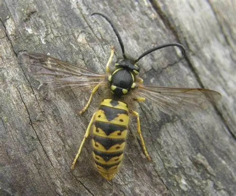 La chaqueta amarilla aparece con intensidad en febrero y marzo. 
