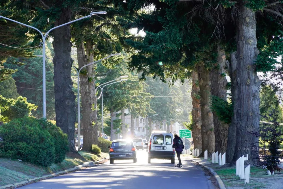 Cortes manifestó su preocupación por el riesgo de caída que prensentan los pinos de costanera (fotos: Facundo Pardo) 