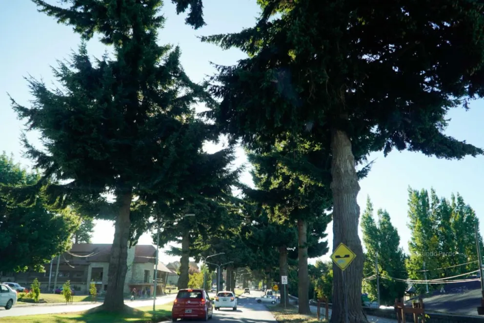 Los árboles del paseo costanero son antiguos y generan un fuerte riesgos sobre la zona. / Fotos Facu Pardo 