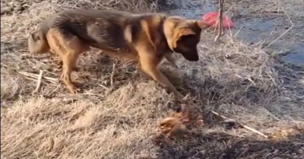 Protegiendo al entorno del fuego. Hermosa enseñanza. 