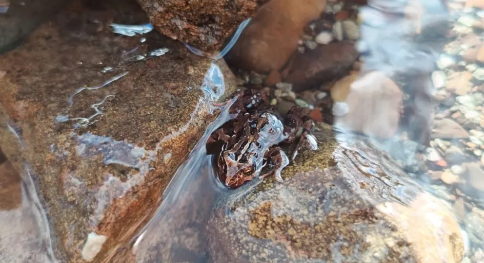 El animalito que sorprendió a los barilochenses en lago Moreno. 