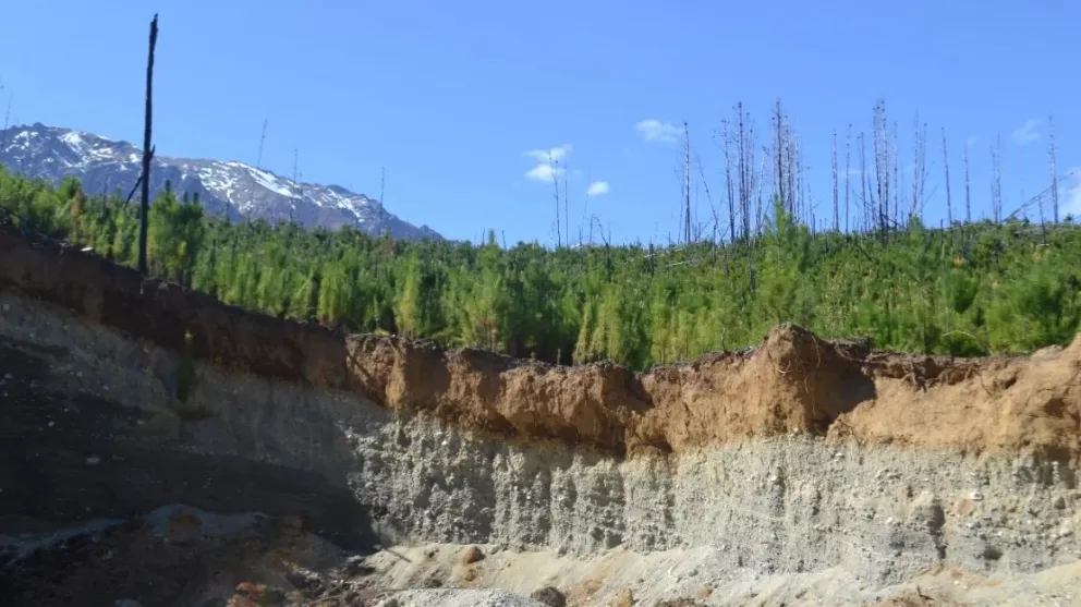 Muchos habitantes de Bariloche y otras localidades desconocen que los pinos no son nativos. 