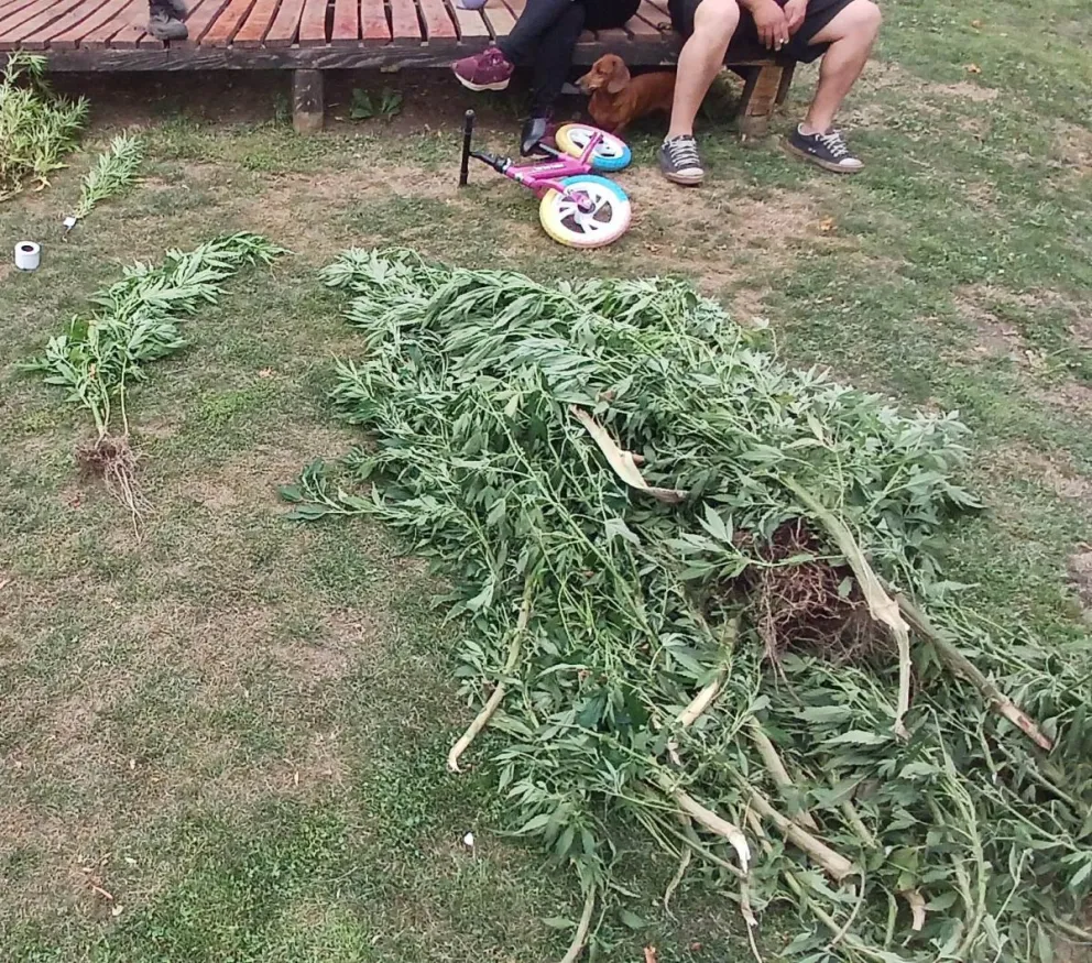 Junto a la Policía trabajó la División de Toxicomanía.