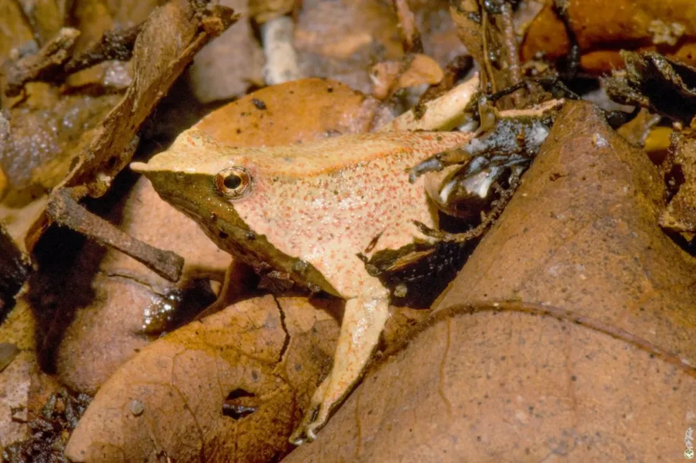 Las impactantes fotos  fueron tomadas por Maximiliano Rocchi. 