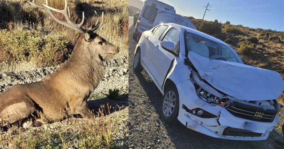 En un primer momento no se pudo corroborar si el animal presentaba heridas.