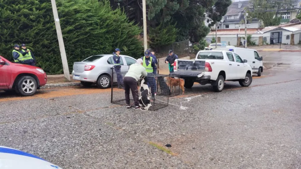 Así se llevaban a los violentos animales.